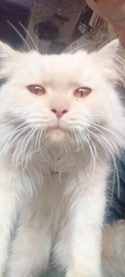 Hand tamed very pretty and  Ready to breed