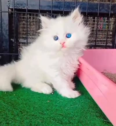 Persian cat kitten for sale. My WhatsApp 03472175246