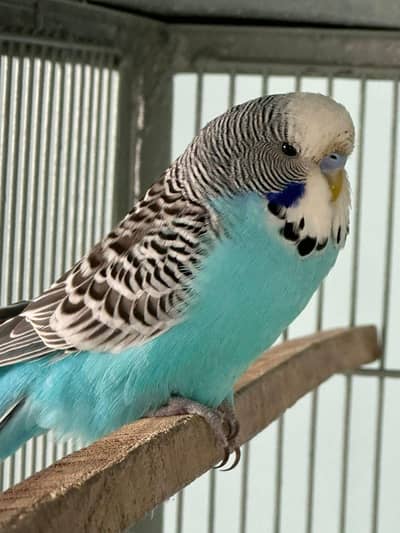 budgies split working all PCs