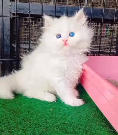 Persian cat kitten for sale. My WhatsApp 03472175246