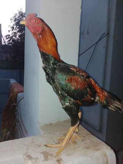 lakha patha for sale