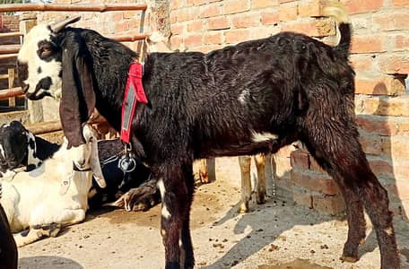 2 Bakry for Qurbani (Jorra)