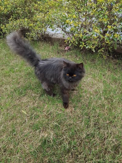 Persian Beautiful kittens