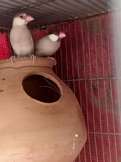 Fawn Java selvar Java White Java Available Pic Available