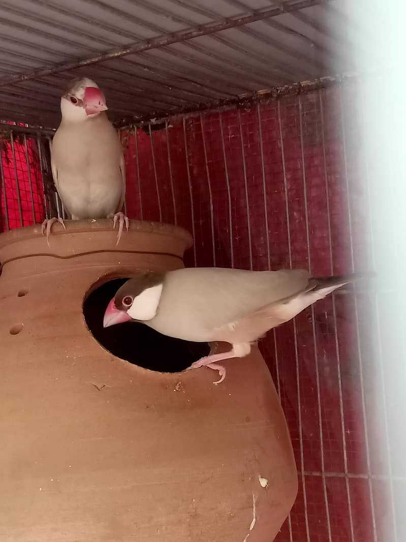 Fawn Java selvar Java White Java Available Pic Available 1