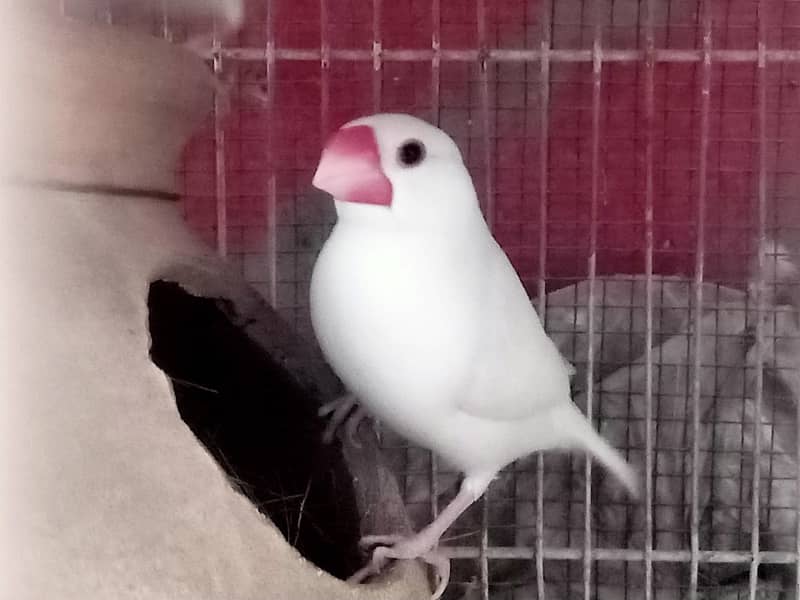 Fawn Java selvar Java White Java Available Pic Available 2