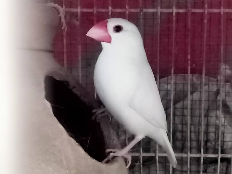 Fawn Java selvar Java White Java Available Pic Available 3