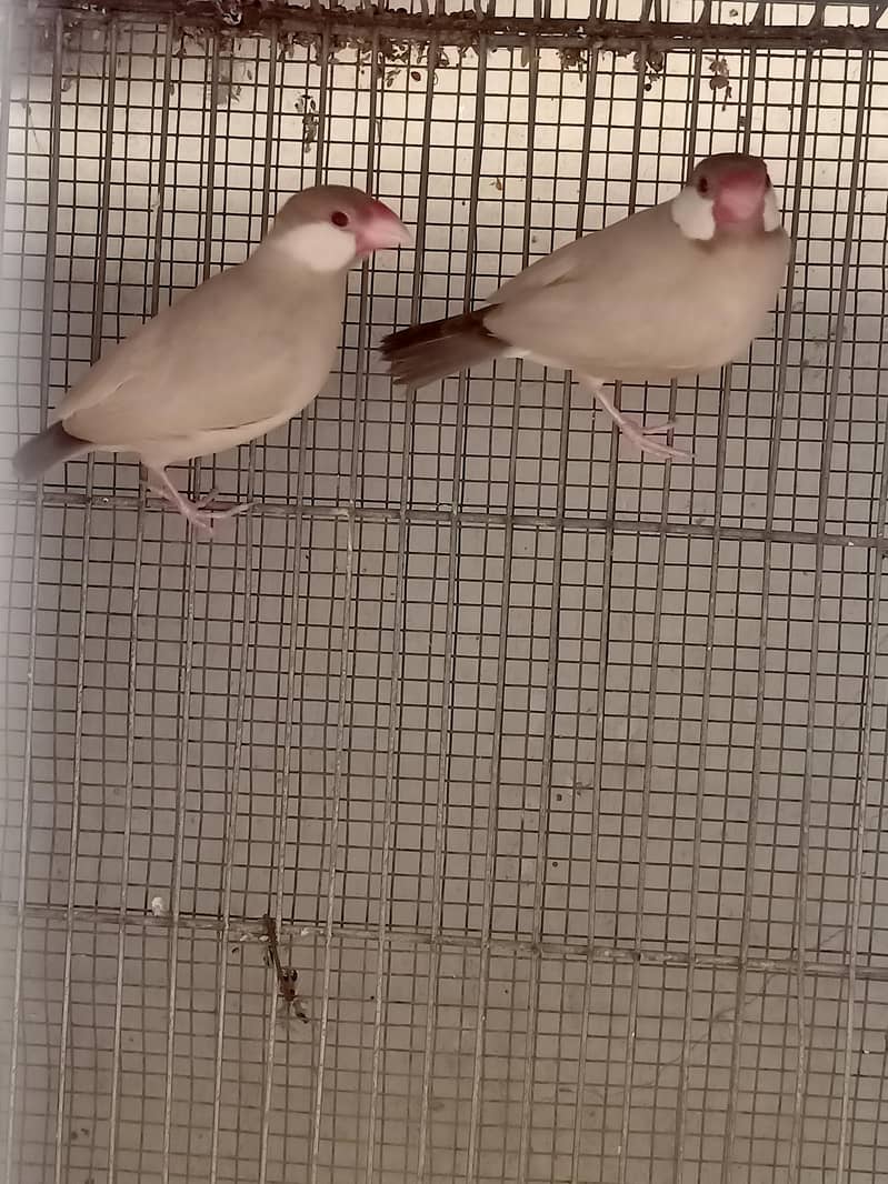 Fawn Java selvar Java White Java Available Pic Available 4