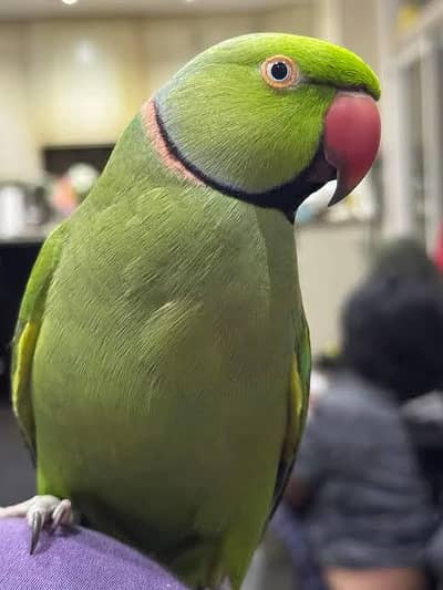 Talking Parrot   03355810554