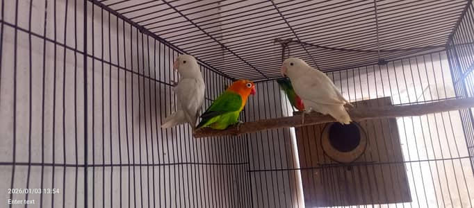 albino ciplate green opliine