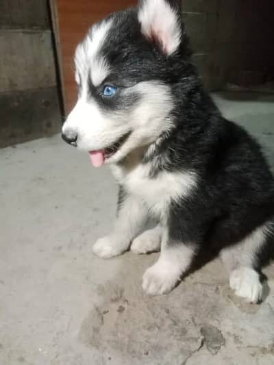 Husky puppies | Siberian Husky | triple coated | odd eyes | blue eyes