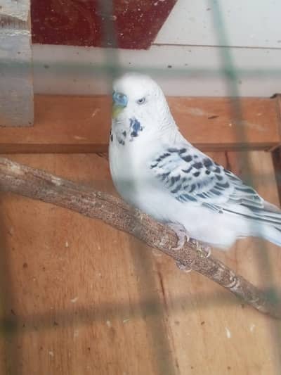 Colourful budgie and opal jawa