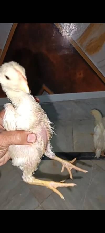 paper white Total 4 piece