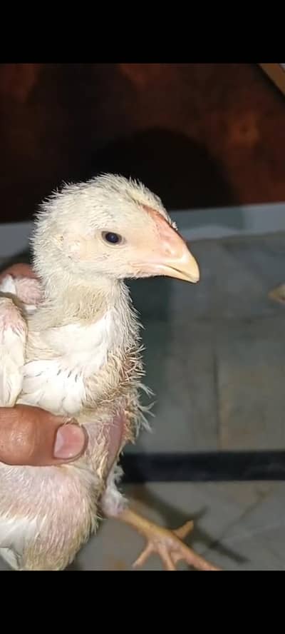 paper white Total 4 piece