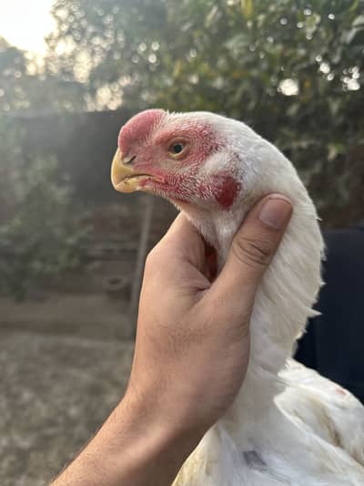 Indian parrot beak Pair lineage birds
