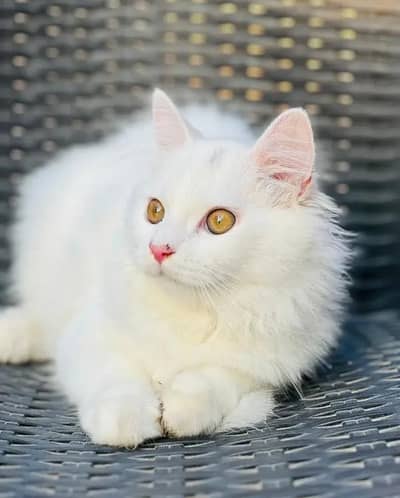 Persian female kitten for sale 0320-82-95-997 Whatsapp number