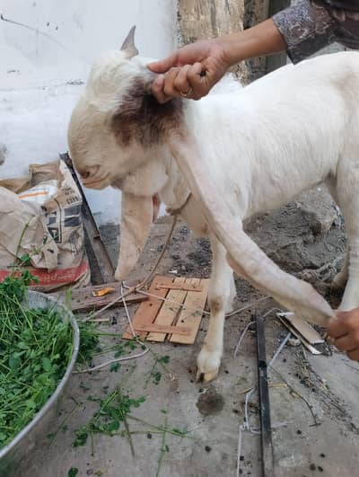 Pure Gulaabi Bari Bakri