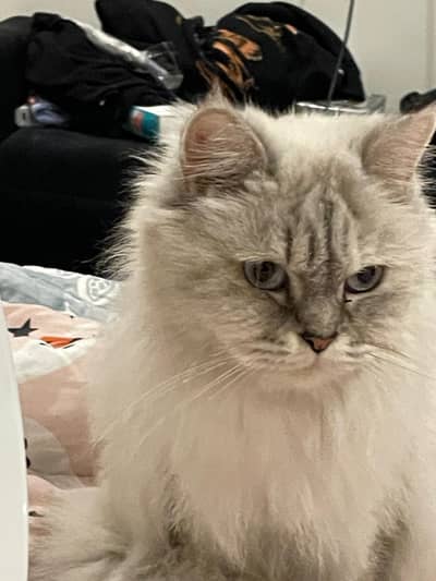 Ragdoll Cat for Sale