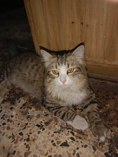 Beautiful Persian Mix Long Hair Cat – Healthy & Friendly