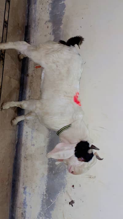 Male Sindhi bakra Mashallah healthy and active