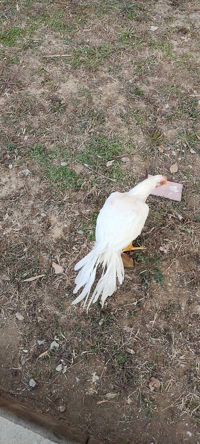 long tail parrot beak patha watsaap 0316/69/56/464