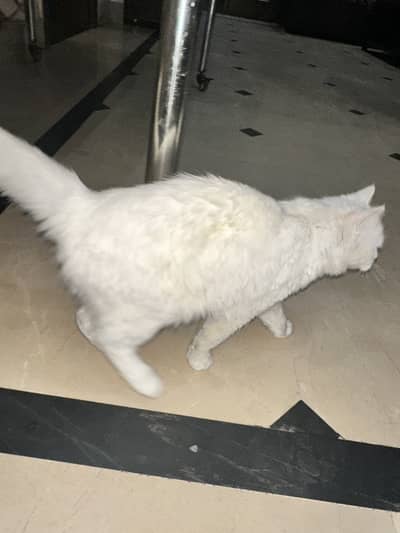 white Russian cat for sale