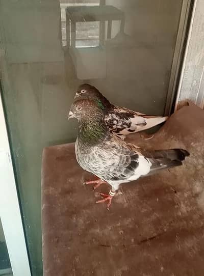 Ferozpuri Breader Pair  For Sale G15 Islamabad.