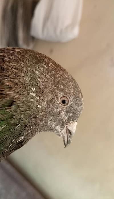 Ferozpuri Breader Pair  For Sale G15 Islamabad.