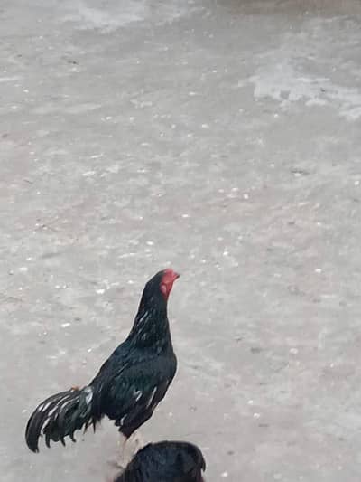 aseel murga for sale