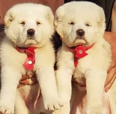 Alabai Pair / Alabai Dog / king Alabai Pair security dog for sale