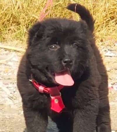 Alabai Dog / king Alabai male security dog for sale