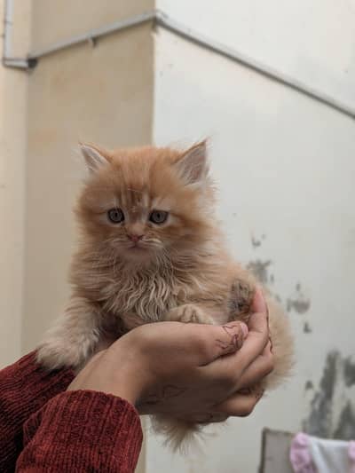 Persian male / female kittens