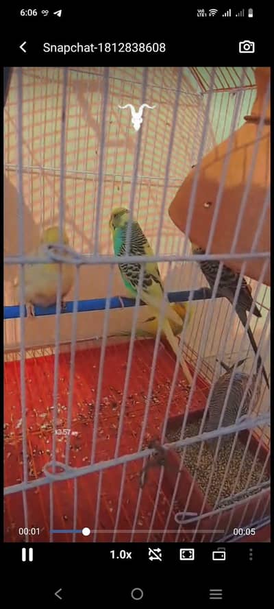 Australia 3 pair bird