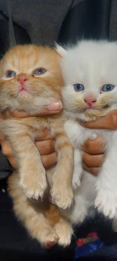 kittens available triple coat