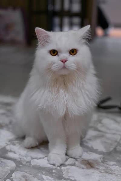 Persian Cat American   03355810554