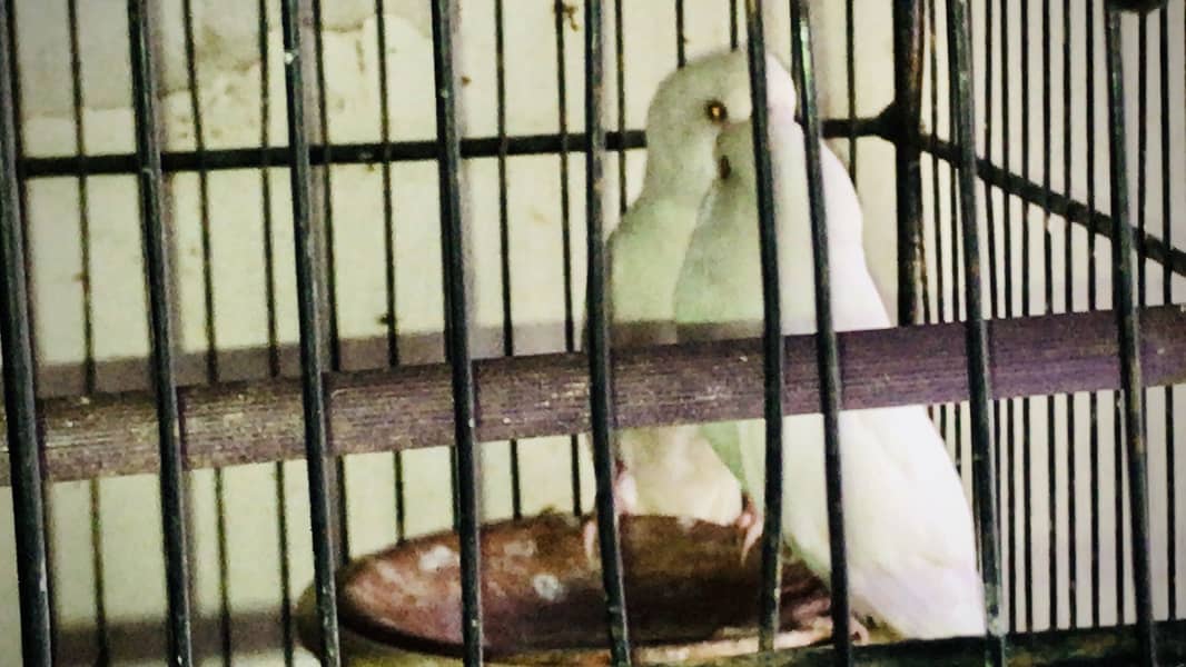 Hogoromo double flower, Fawn java, Boxes, Handi, Incubator, Brooder 3