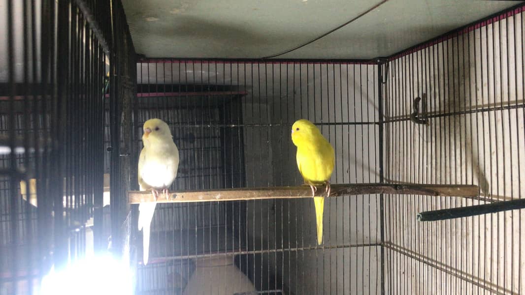 Hogoromo double flower, Fawn java, Boxes, Handi, Incubator, Brooder 5