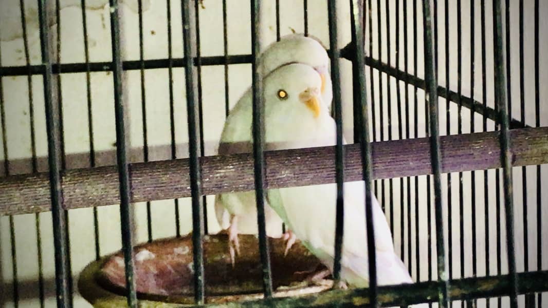 Hogoromo double flower, Fawn java, Boxes, Handi, Incubator, Brooder 4