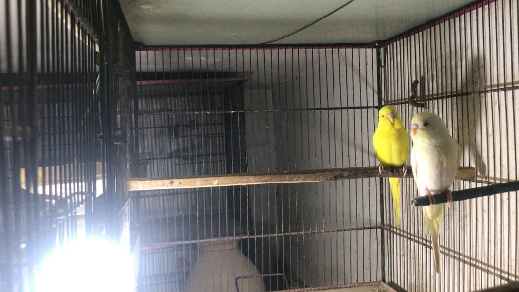 Hogoromo double flower, Fawn java, Boxes, Handi, Incubator, Brooder 6