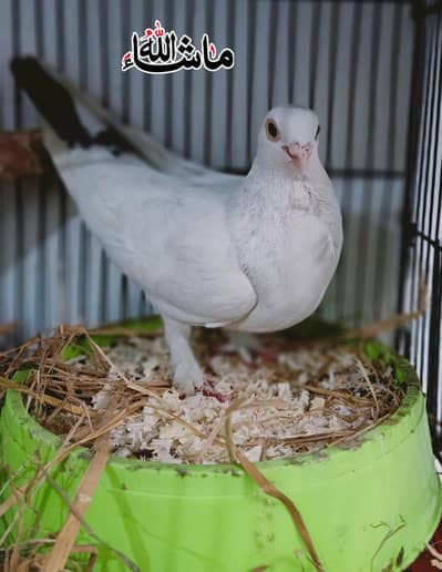 White Sentinet Young Breder Male For Sale