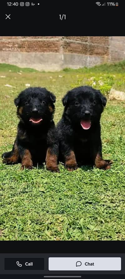 German shepherd puppies for sale / puppy / GSD pup / german sheph