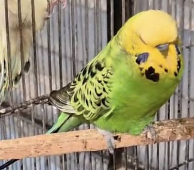 Cages, Fawn java, Budgies, Boxes, Handi, Incubator, Brooder