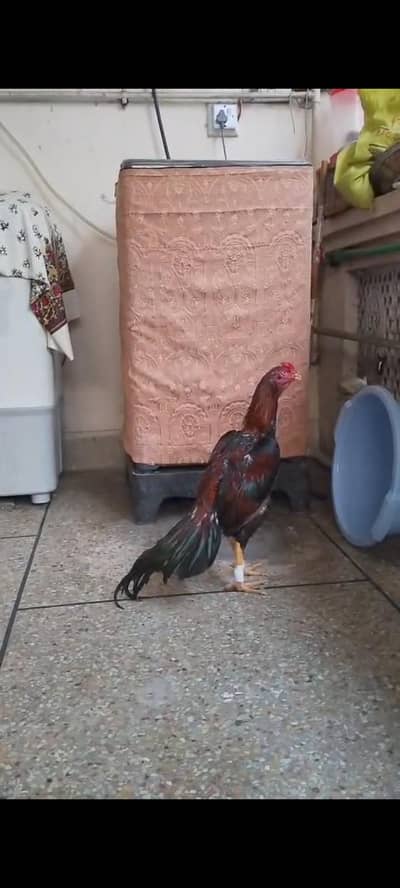 aseel murga for sale only WhatsApp