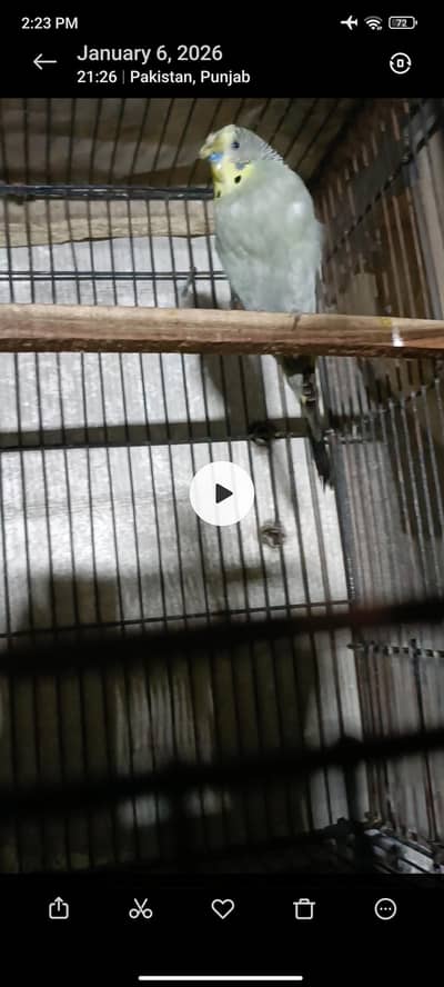 Split bf split hogo ready to breed pair