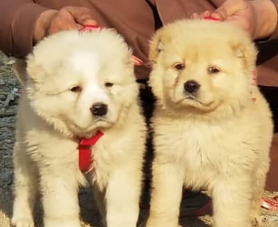 Alabai Pair / Alabai Dog /king Alabai Pair security dog for sale