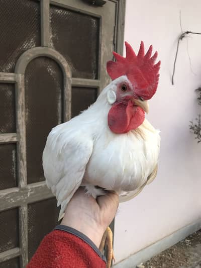 Paperwhite Male Roaster