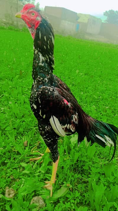 03294640041 bohat achi quelity ka hai