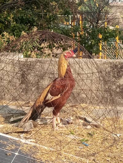 Aseel Miawali Pair|Madi Ready to Eggs|white nok Nali |