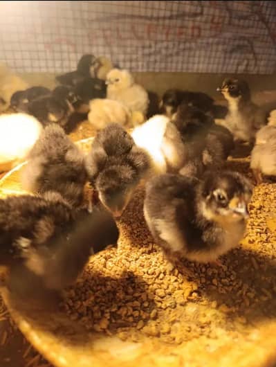 Bantam white, black, molted