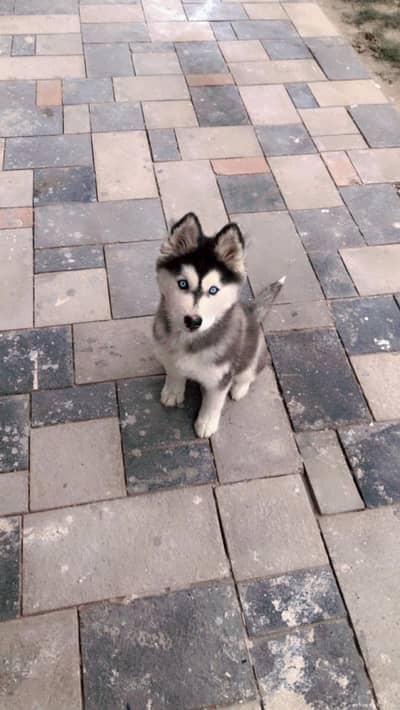 Siberian Husky puppies | Blue Eyes | Husky puppies For Sale